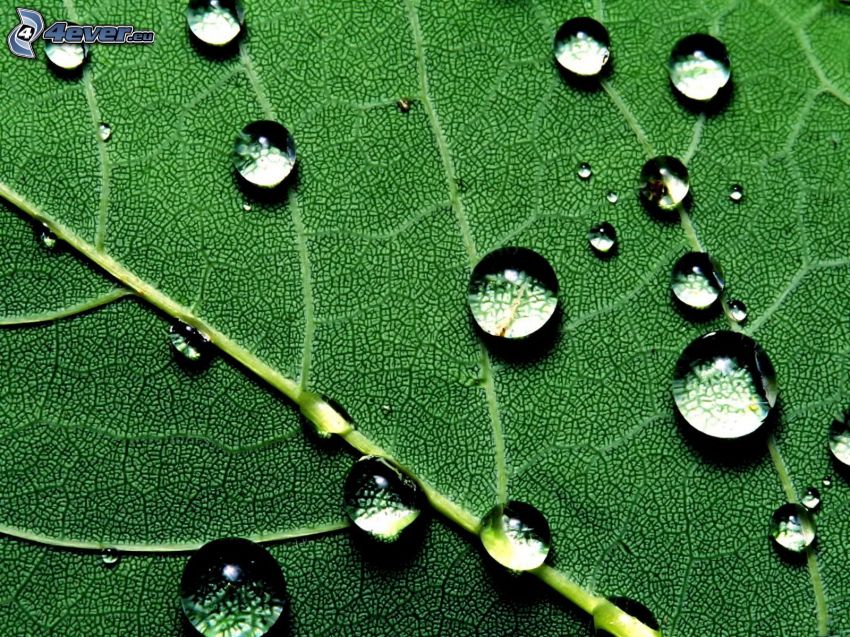 vattendroppar, grönt blad