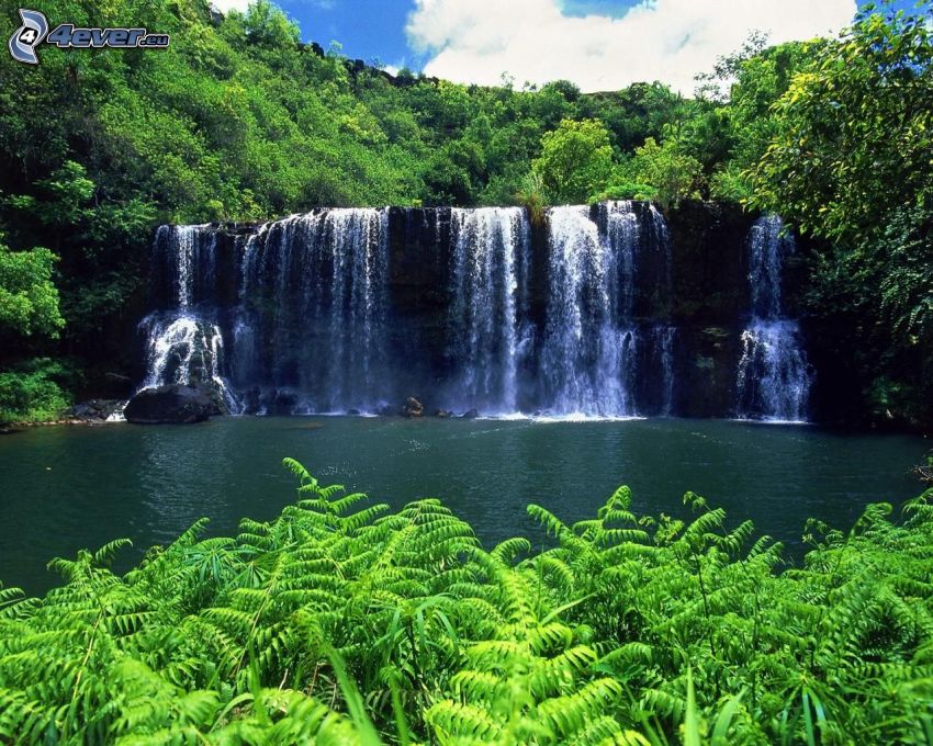 vattenfall i djungel, grönska