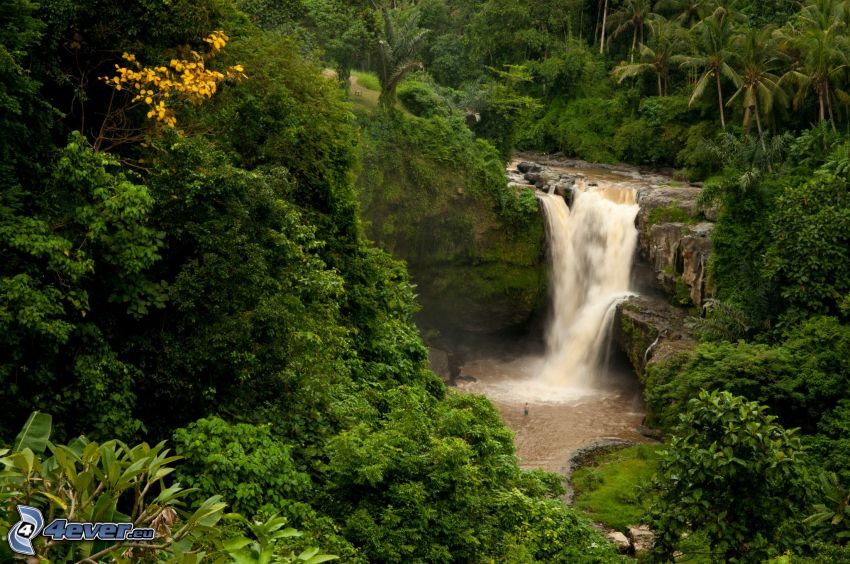 vattenfall i regnskog, grönska