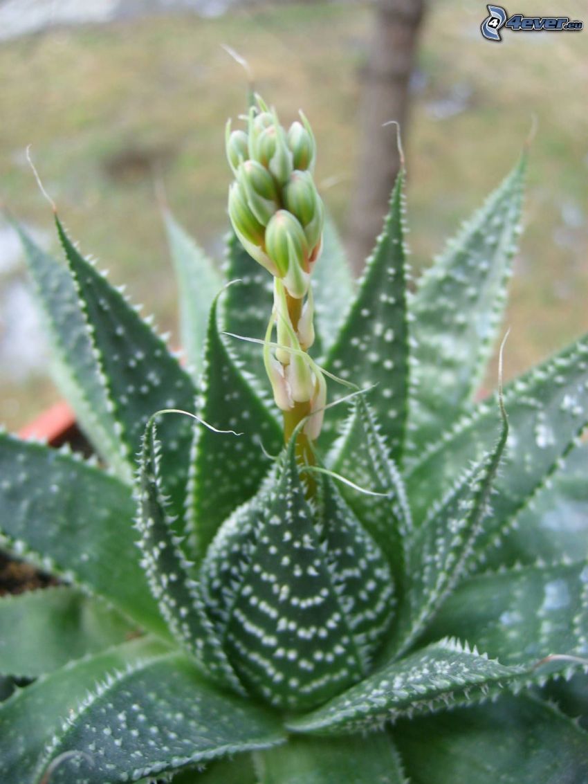Aloe aristata, blomma