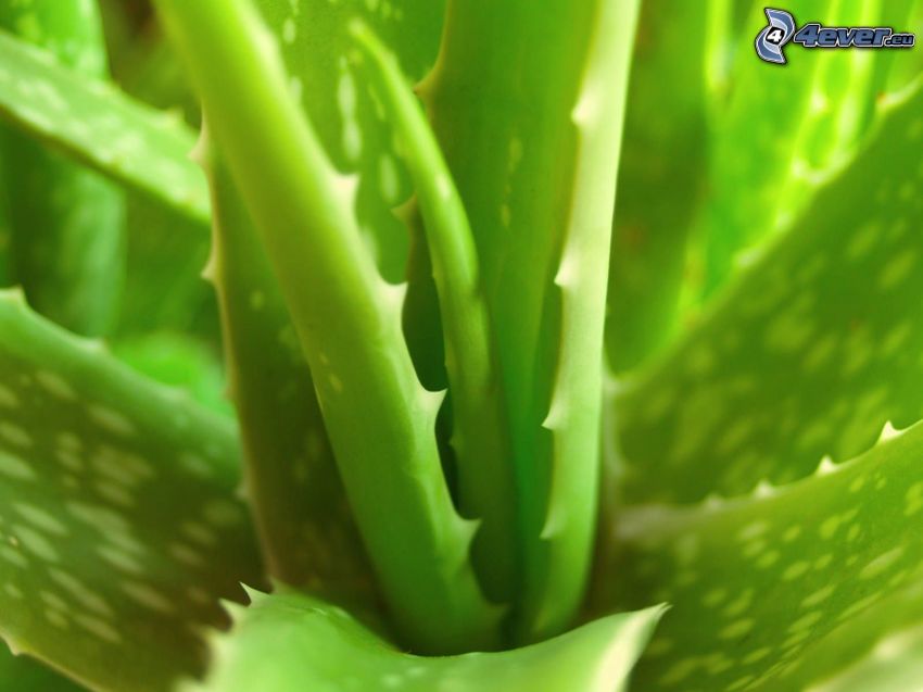 Aloe Vera, gröna blad