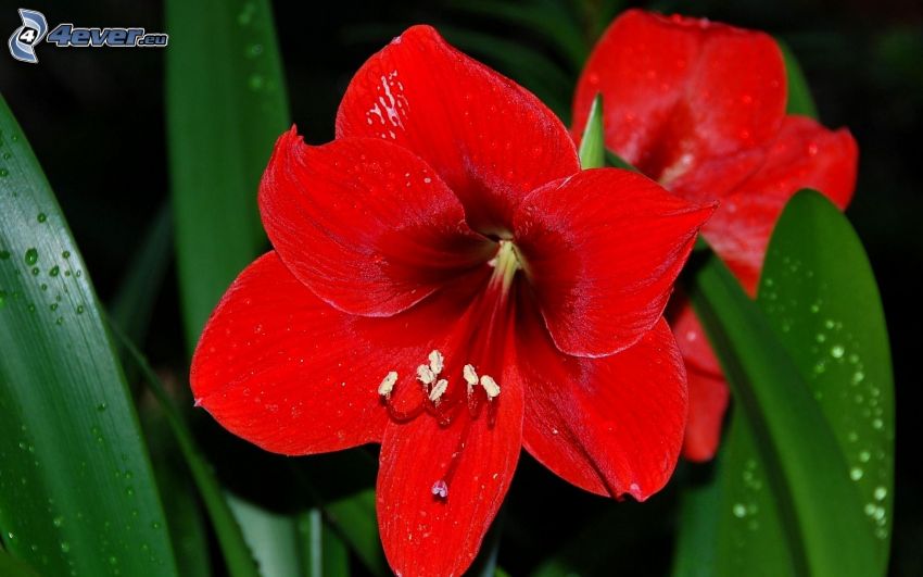 Amaryllis, röda blommor, dagg på blad