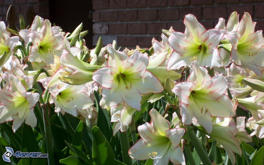 Amaryllis, vita blommor
