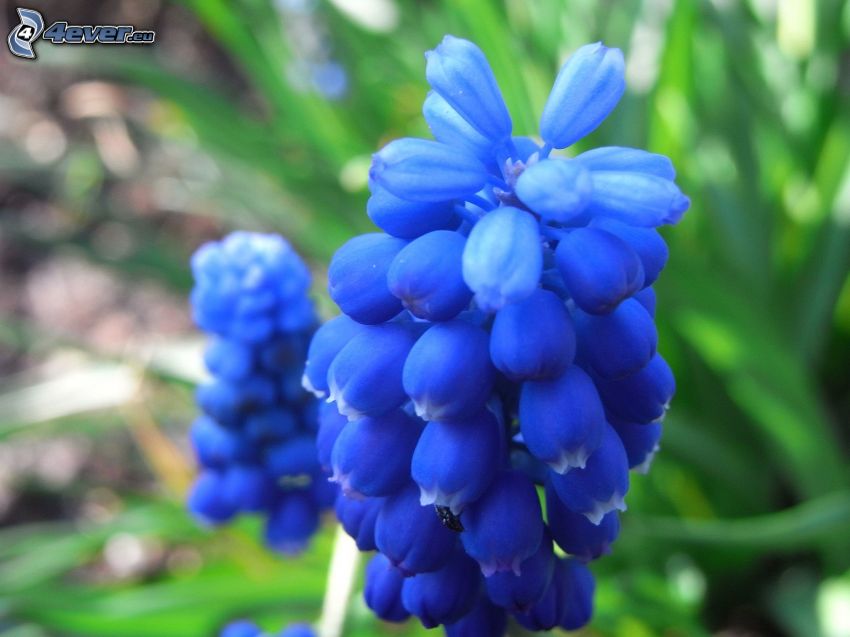 blå blomma