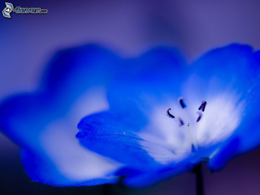 blå blomma