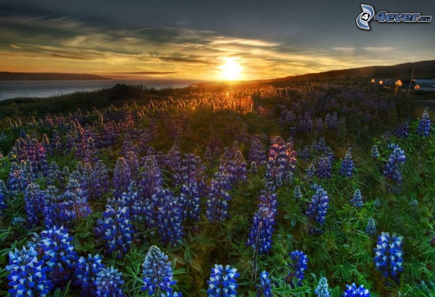 blå blommor, åker, solnedgång bakom fält