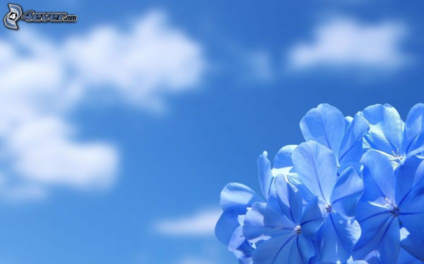 blå blommor, himmel
