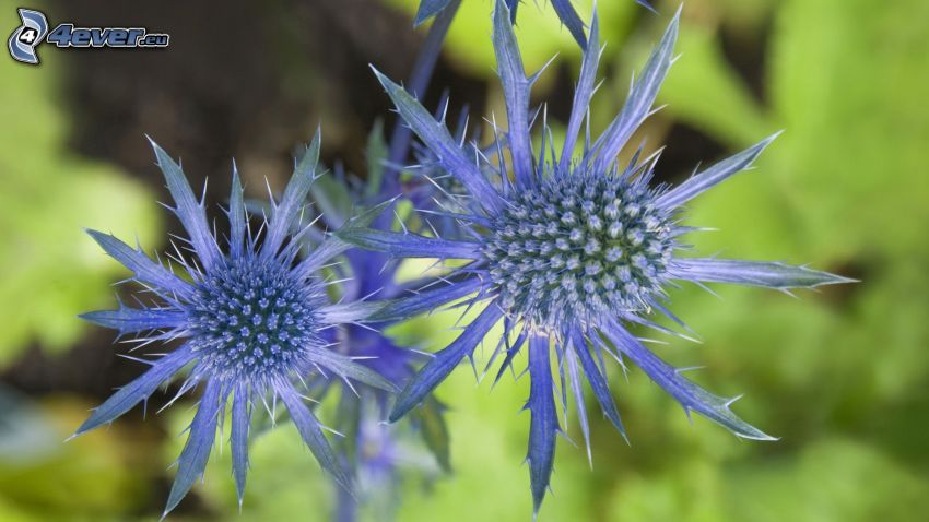 blå blommor