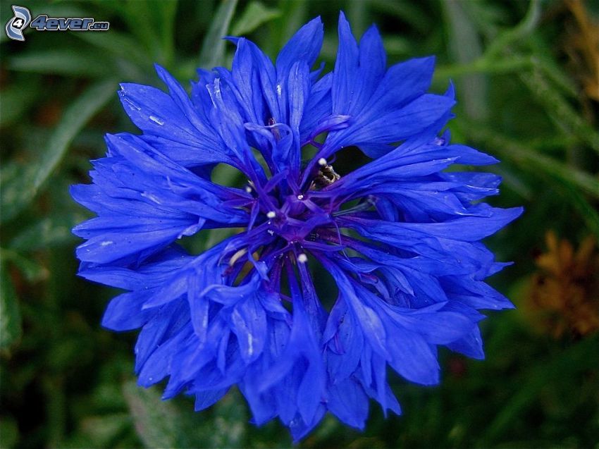 blåklint, blå blomma