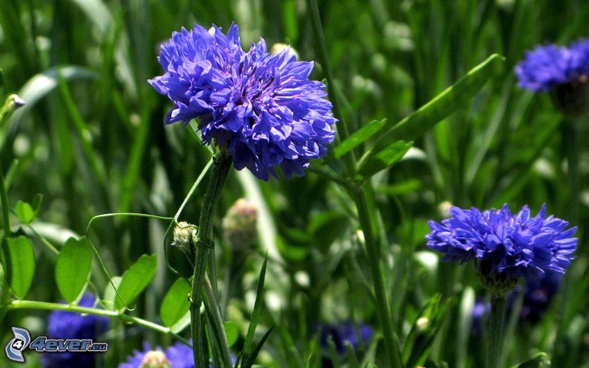 blåklint, blå blommor