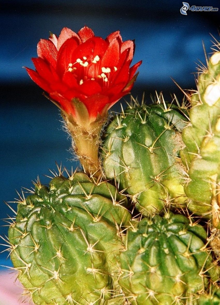 blomma, kaktus