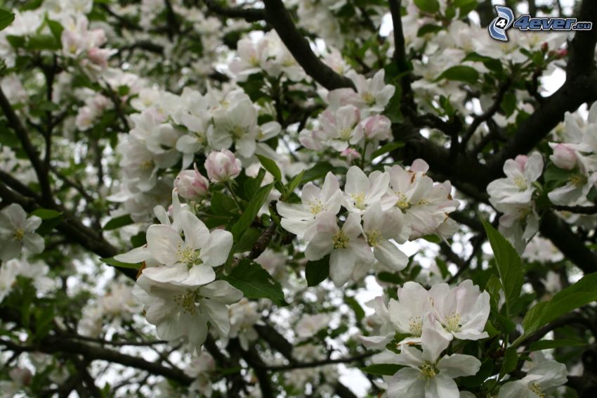 blommande äppelträd