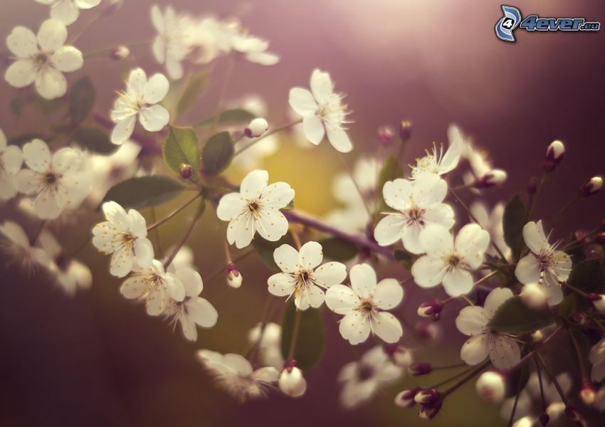 blommande körsbärsträd, vita blommor, kvist
