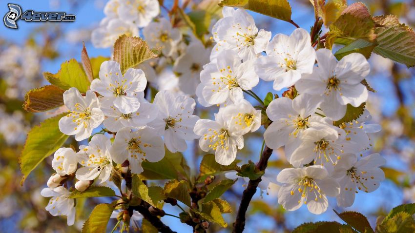 blommande körsbärsträd, vita blommor