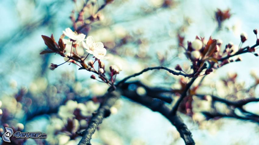 blommande kvist, blommande körsbärsträd, vita blommor