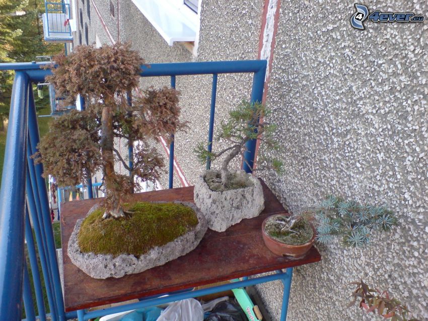 bonsai, balkong