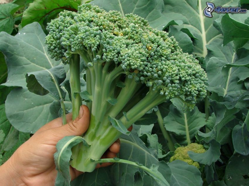 broccoli, hand