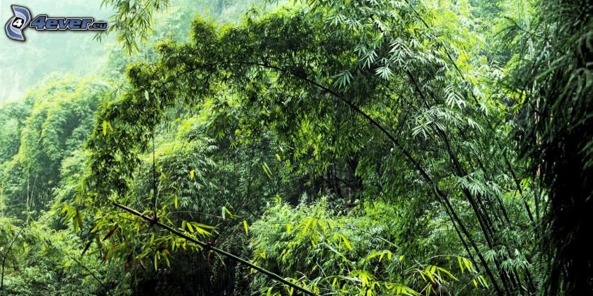 djungel, grönska