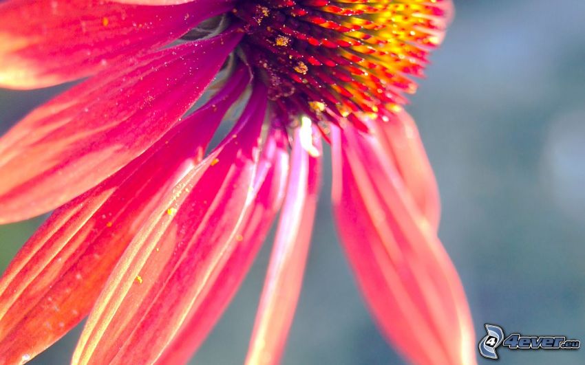 Echinacea, rosa blomma