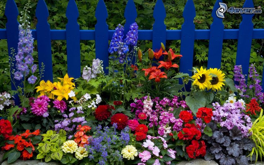 färgglada blommor, staket