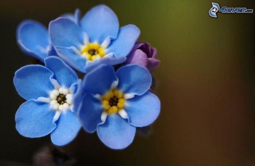 förgätmigej, blå blommor