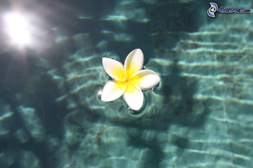 frangipani, vit blomma, vattenyta