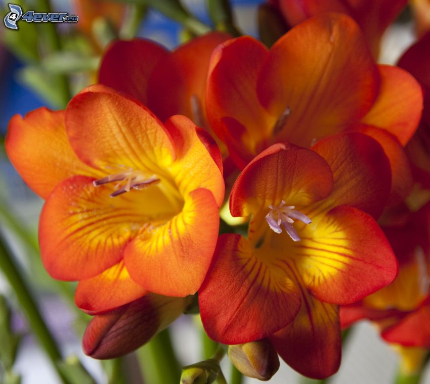 freesia, orangea blommor