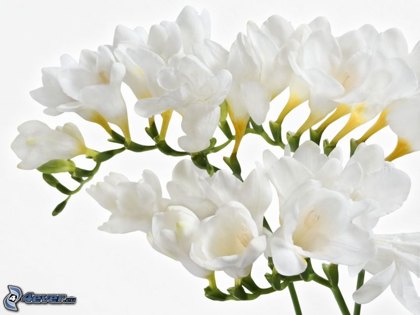 freesia, vita blommor