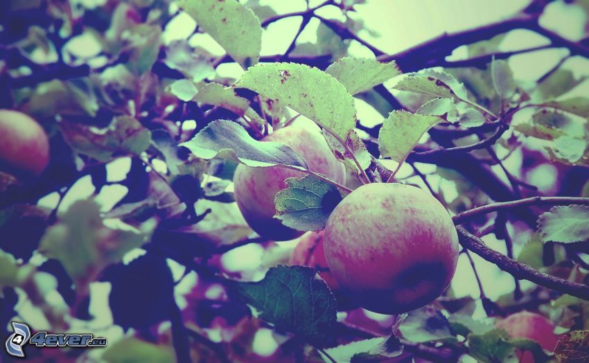 äpplen, grenar, löv