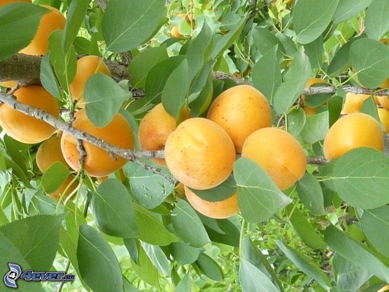 aprikoser, aprikosträd