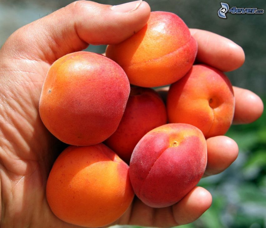 aprikoser, hand