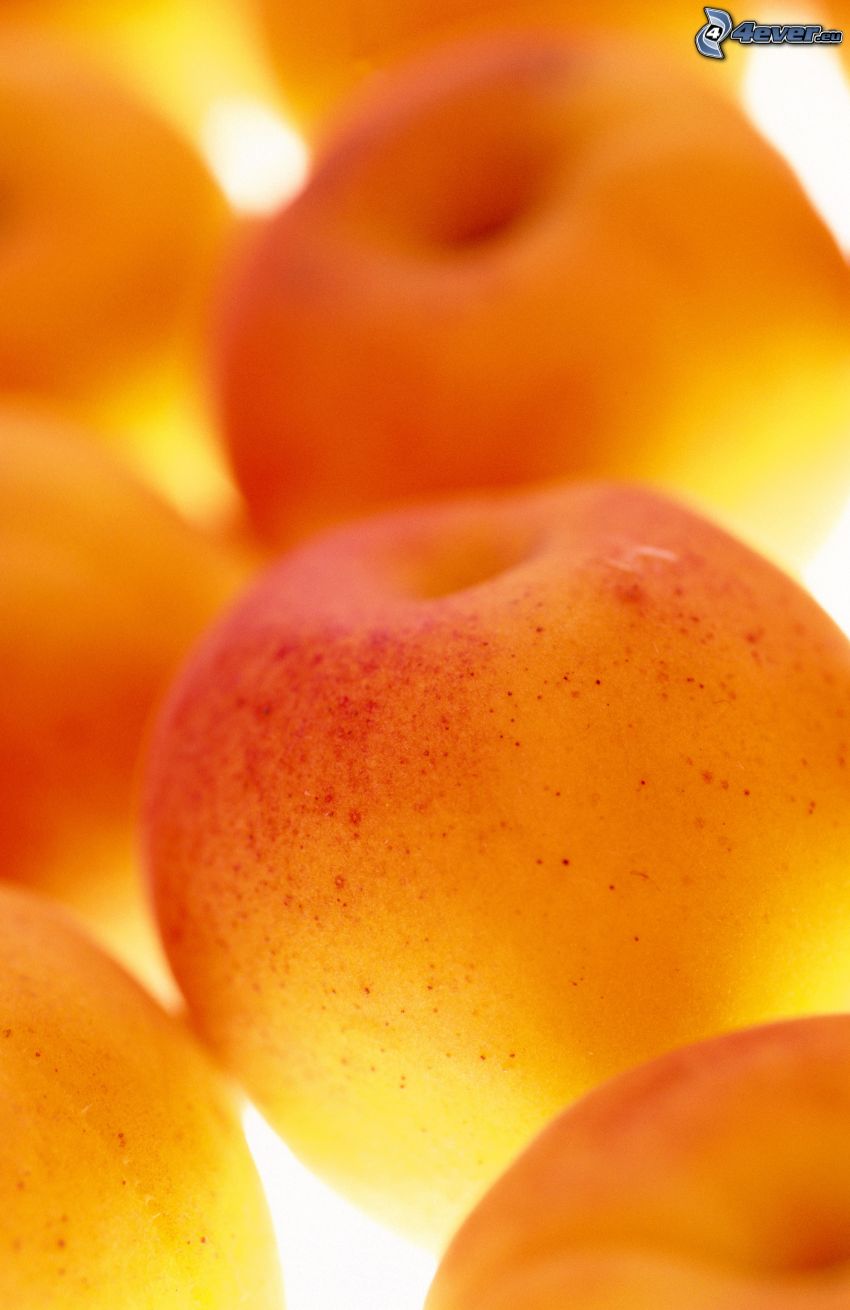 aprikoser