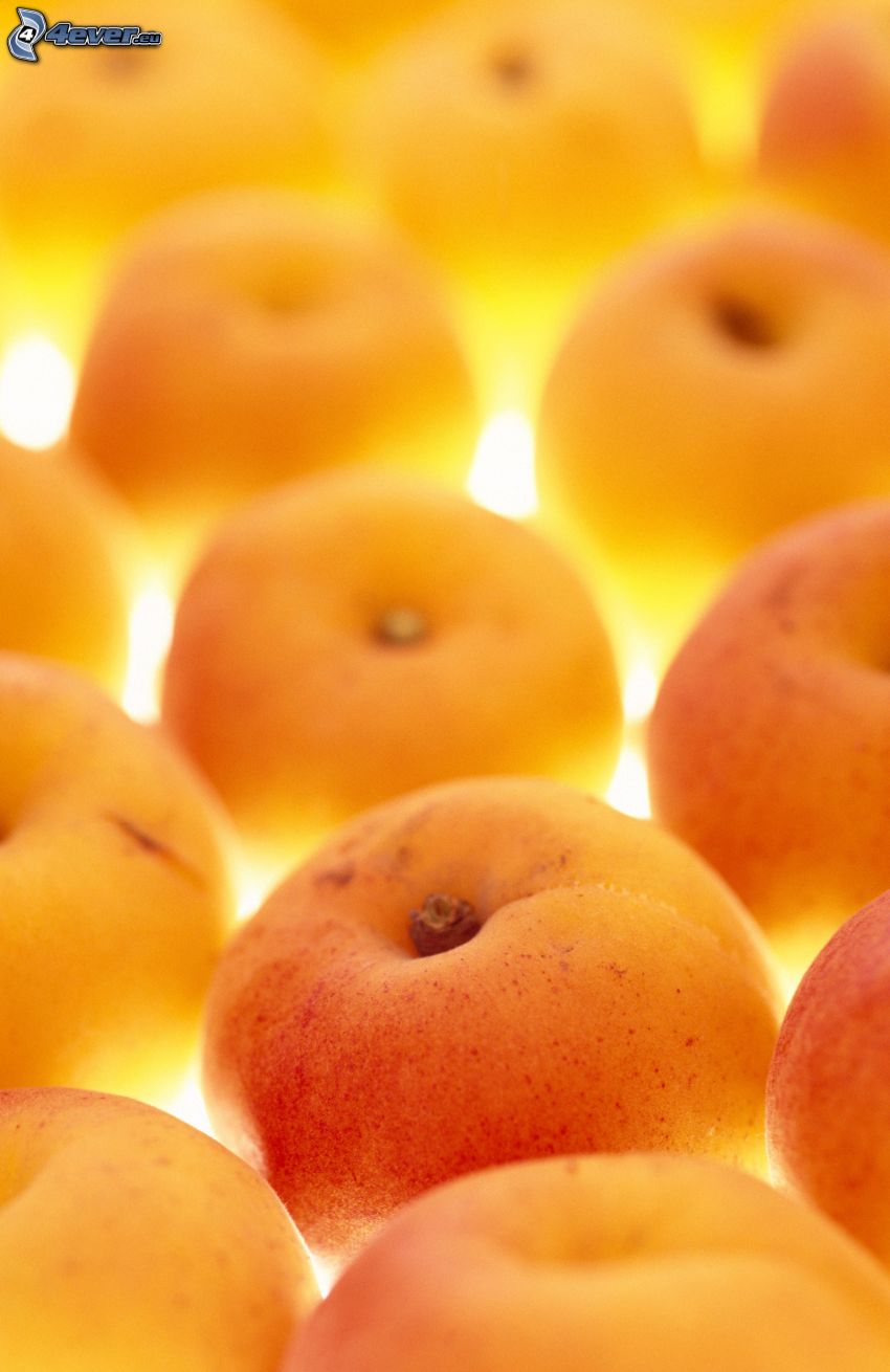 aprikoser