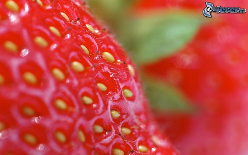 jordgubbe, frukt