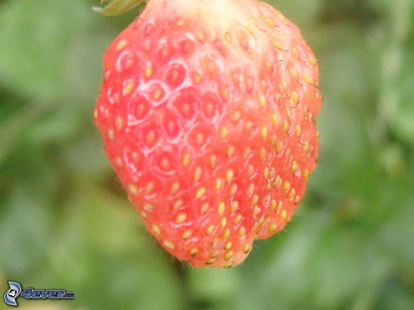 jordgubbe
