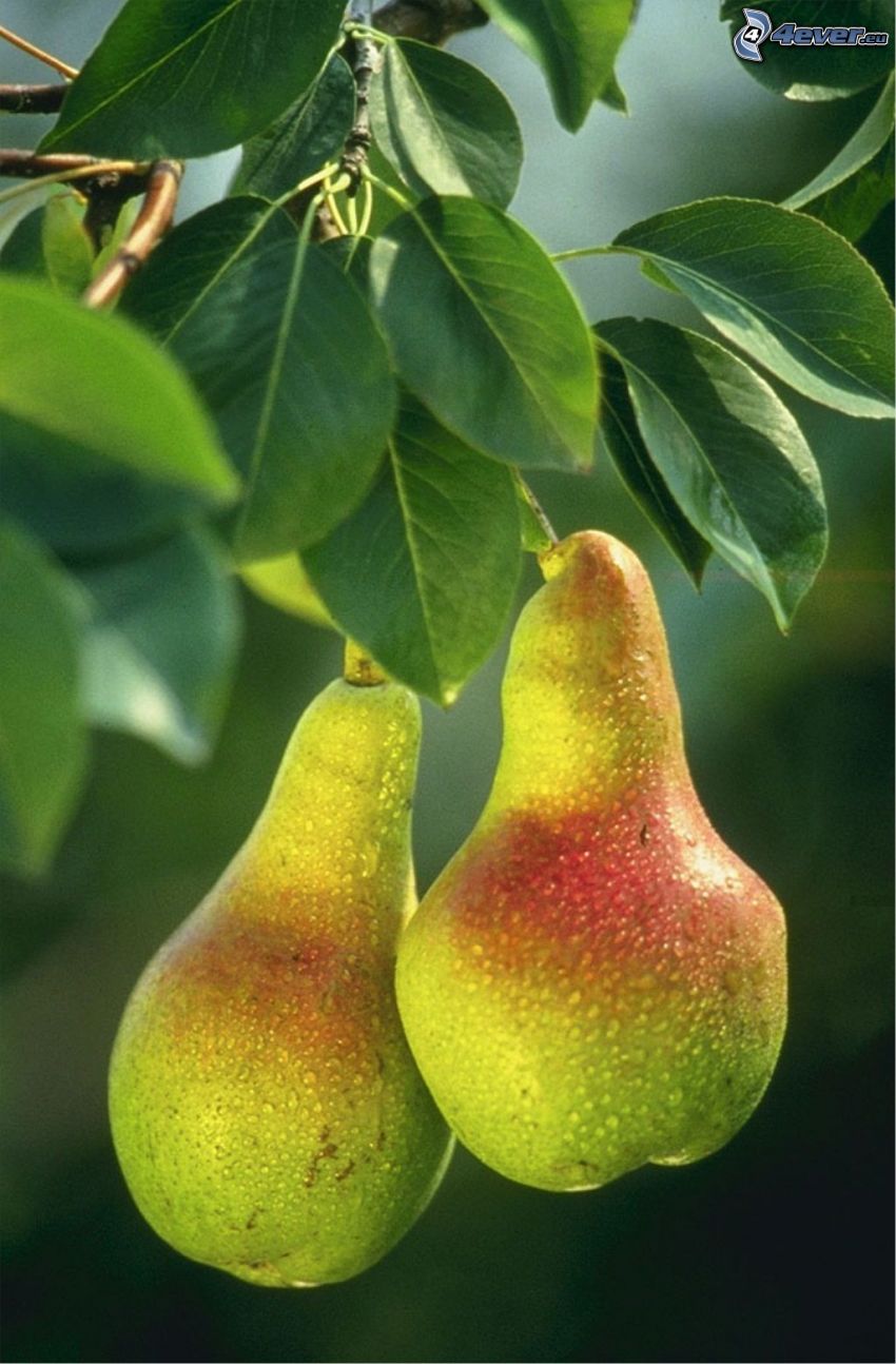 päron, gröna blad