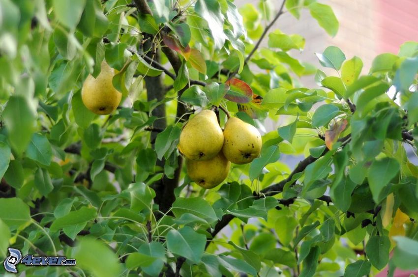 päron, träd, gröna blad