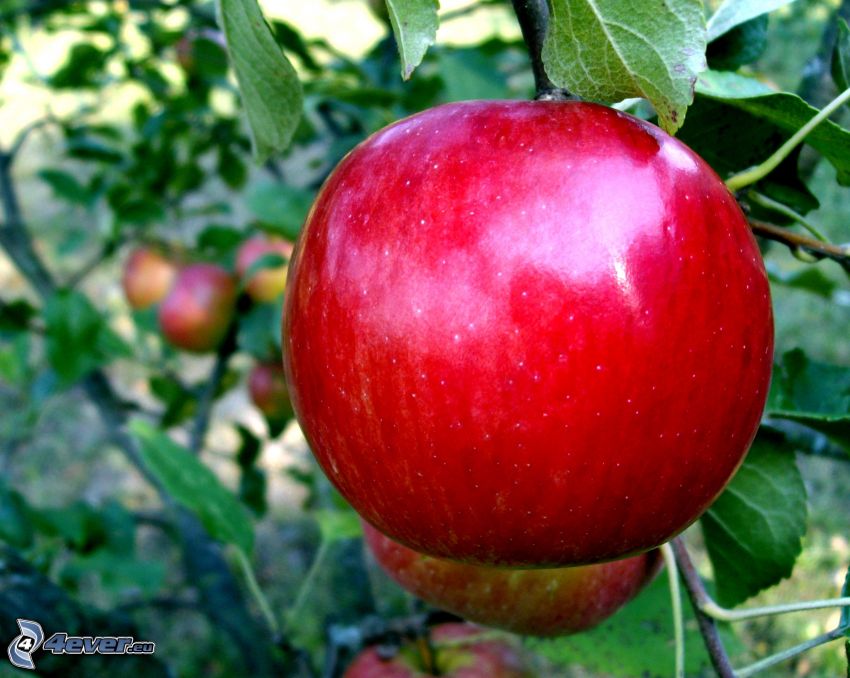 rött äpple, löv, grenar, äppelträd
