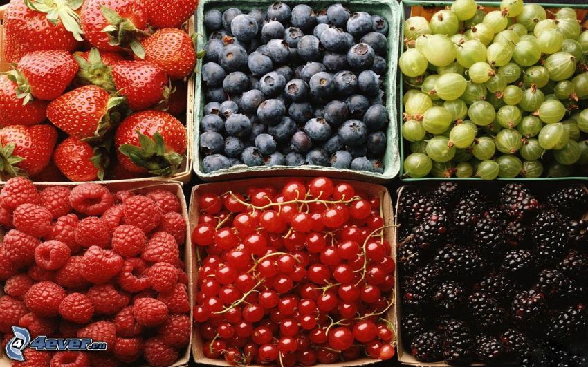 skogsbär, jordgubbar, blåbär, krusbär, hallon, röda vinbär, mullbärssläktet
