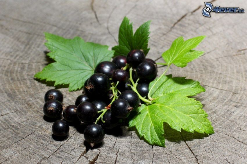 svarta vinbär, gröna blad