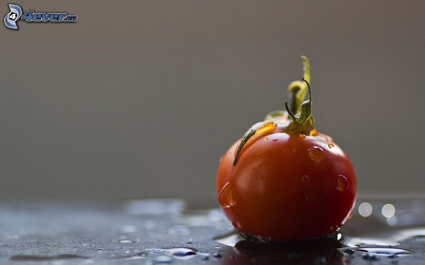 tomat, vattendroppar
