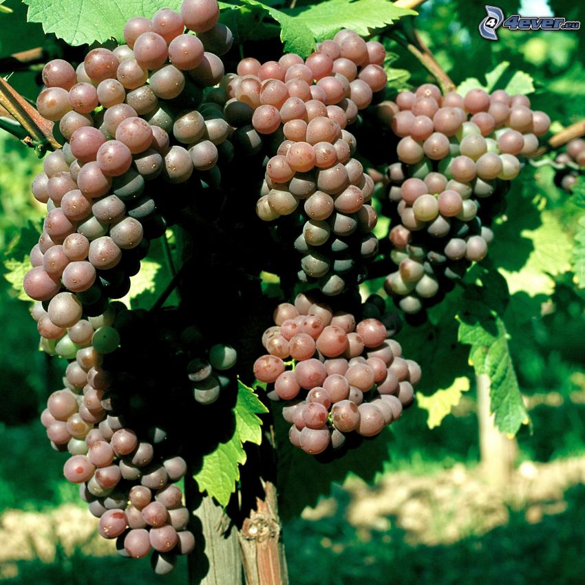 vindruvor, vingård