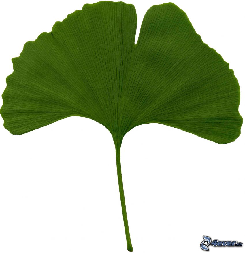 gingko, grönt blad
