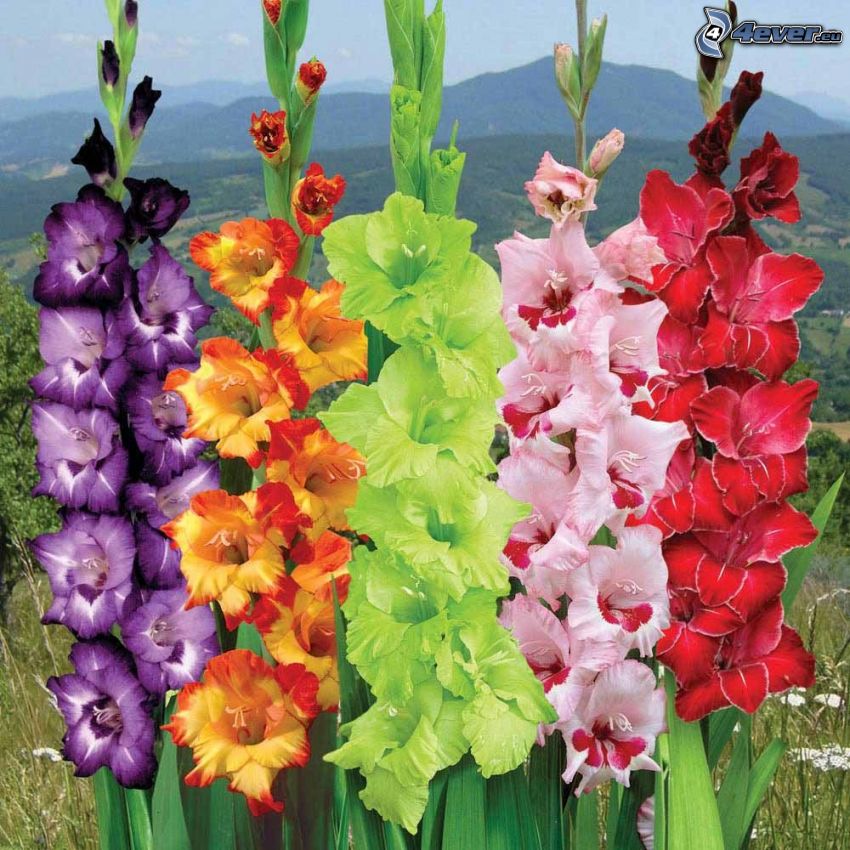 gladioler, färgglada blommor