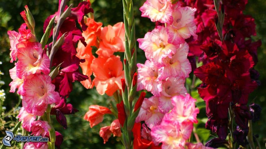 gladioler, färgglada blommor