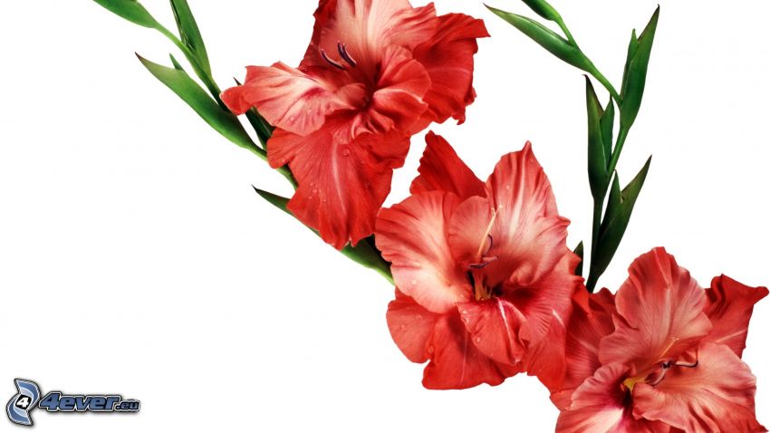 gladioler, röda blommor