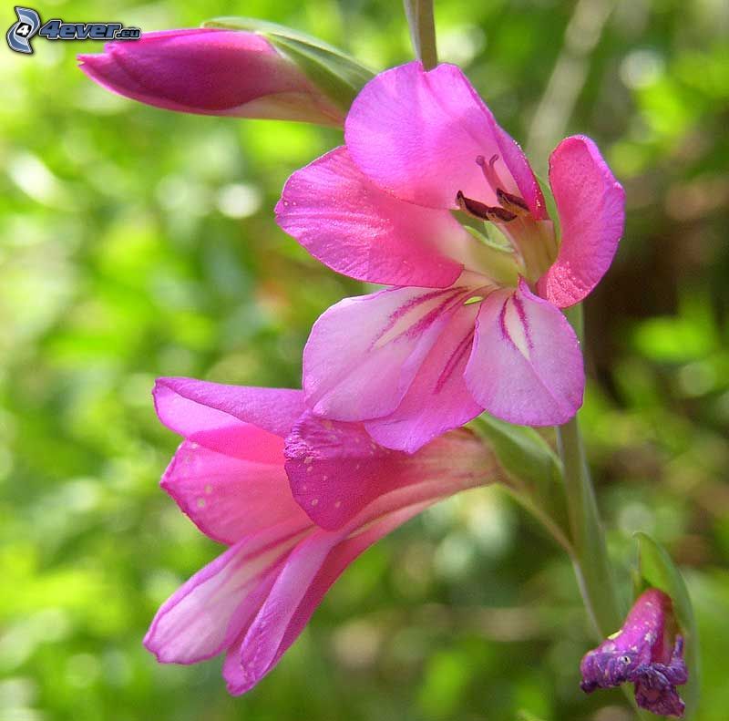 gladioler, rosa blommor