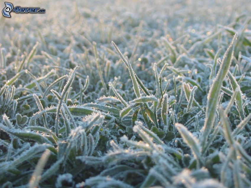 gräs, frost