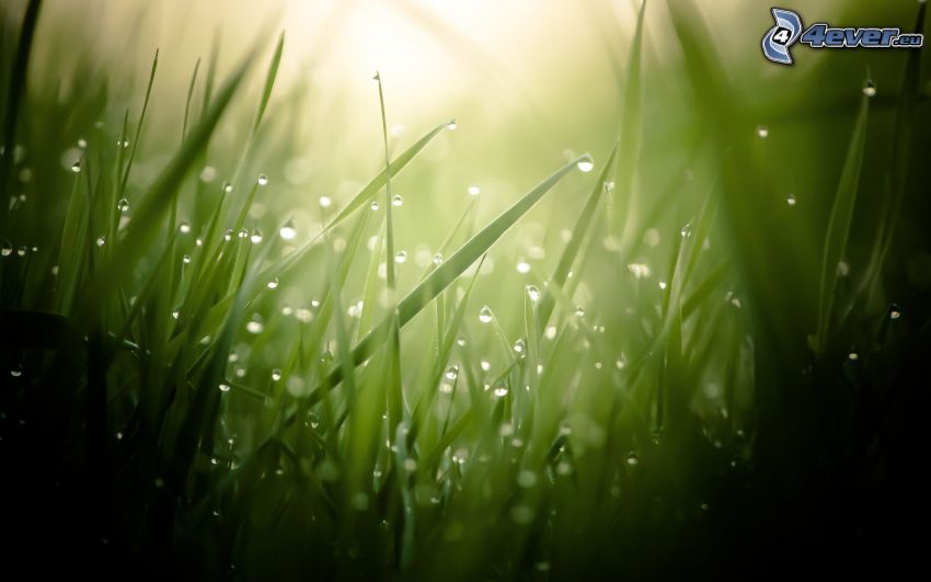 gräs, regndroppar