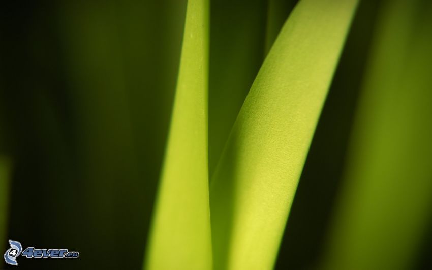gröna blad